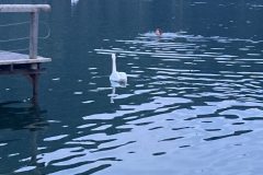 изображение_viber_2024-02-07_17-04-26-472