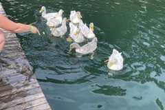 изображение_viber_2024-02-07_17-04-26-535